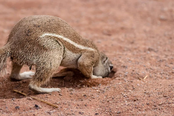 Bildunterschrift Eichhörnchen Versteckt Seine Nahrung Einem Loch — Stockfoto