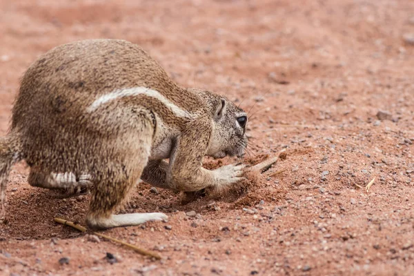 Bildunterschrift Eichhörnchen Versteckt Seine Nahrung Einem Loch — Stockfoto