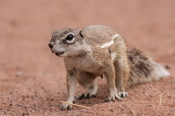 Bildunterschrift Eichhörnchen Versteckt Seine Nahrung Einem Loch — Stockfoto