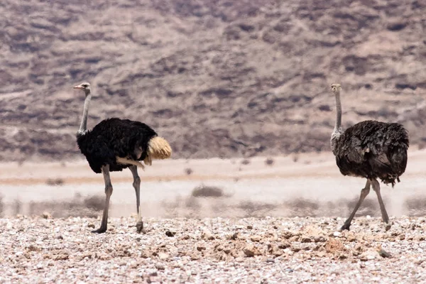 Legenda Dois Avestruzes Andando Por — Fotografia de Stock