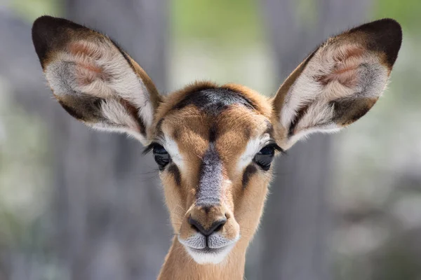 Portrait Young Cute Impala — Stock Photo, Image