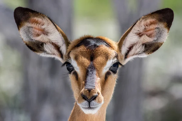 Capture Gros Plan Sur Jeune Portrait Visage Antilope — Photo