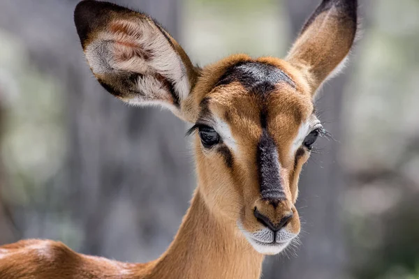 Vastleggen Van Close Een Jong Antilope Gezicht Portret — Stockfoto