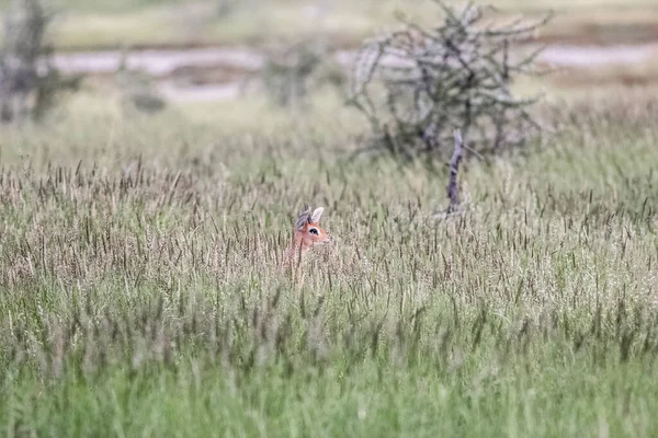 Capture Small Antilope Hiding Bush — Stock Photo, Image