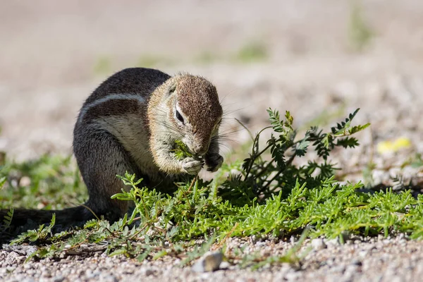 描述一只可爱的披风地面松鼠在靠近它吃东西 — 图库照片