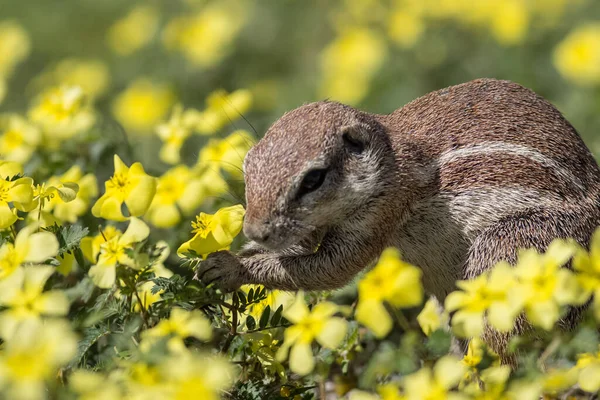 Bijschrift Van Een Schattige Cape Grond Eekhoorn Eten Close — Stockfoto