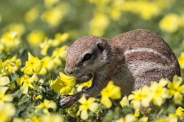 caption of a cute cape ground squirrel eating close up