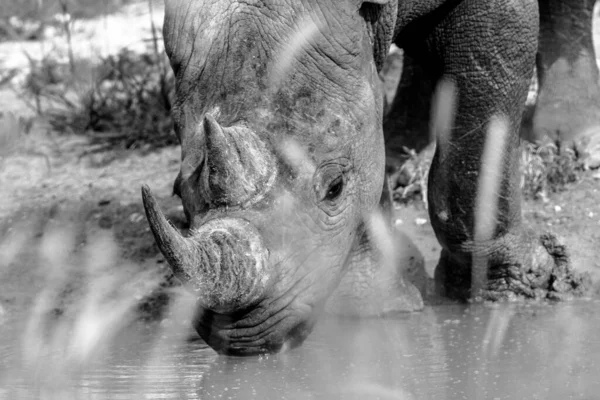 Légende Portrait Rhinocéros Près — Photo