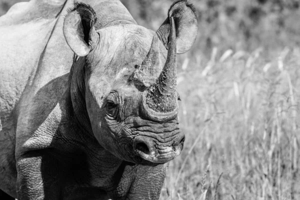 caption of rhino portrait from up close