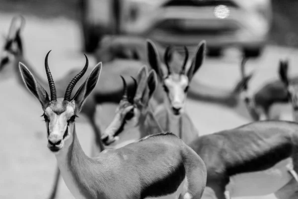 Capture Springbock Passant Par Trouve Une Voiture Noir Blanc — Photo