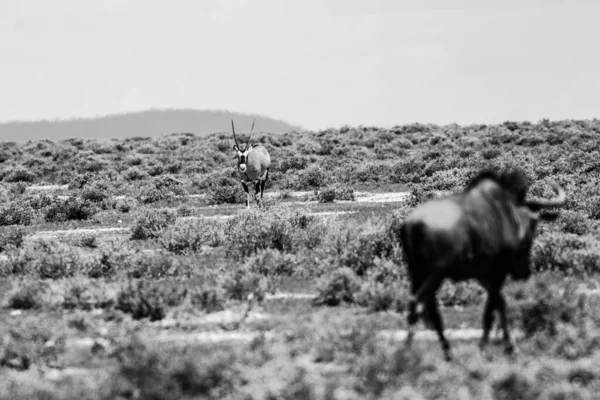 Capture Oryx Agains Wilderbeest Africa — Stock Photo, Image