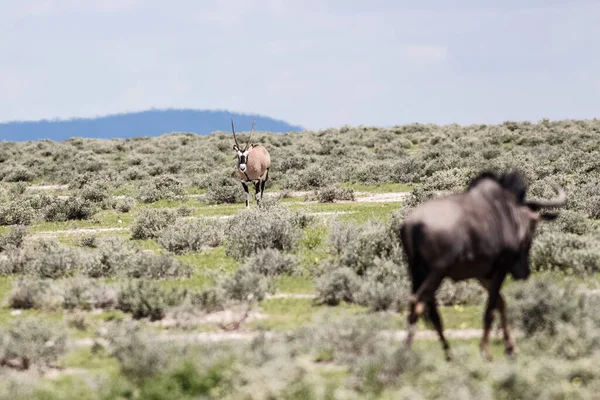 Oryx Agains Wilderbeest Elfogása Afrikában — Stock Fotó