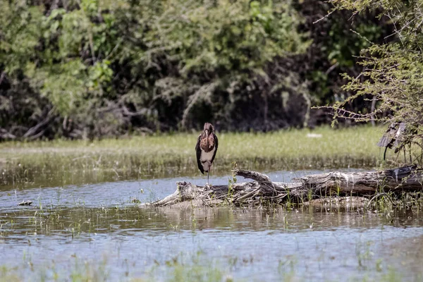 Capture Stork Its Water Habbitat — Stock Photo, Image
