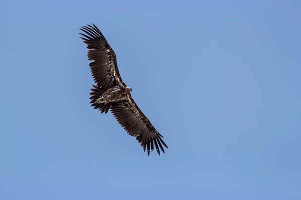 Capture Red Headed Vulture Flight — Stock Photo, Image