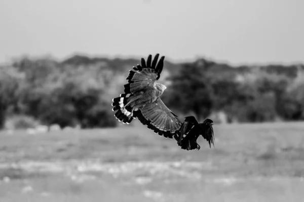 Elfog Egy Affriacn Harrier Sólyom Harc Egy Fekete Holló — Stock Fotó