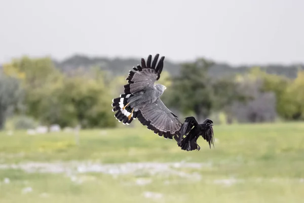 Elfog Egy Affriacn Harrier Sólyom Harc Egy Fekete Holló — Stock Fotó