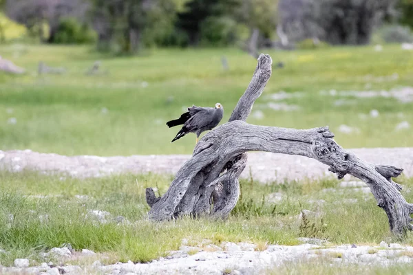 Cattura Falco Lepre Affamato Piedi Albero — Foto Stock