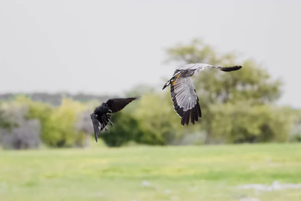 Capture Affriacn Harrier Hawk Fight Black Raven — Stock Photo, Image