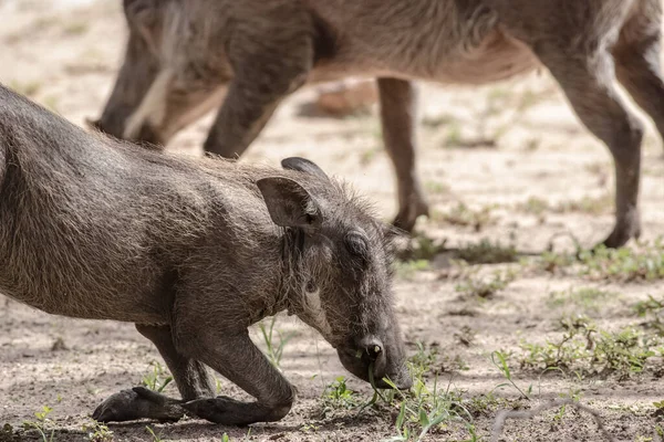 Vangen Van Een Wild Zwijn Zijn Knieën Eten — Stockfoto