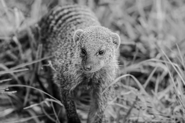 Capture Mangouste Dans Portrait Herbe — Photo