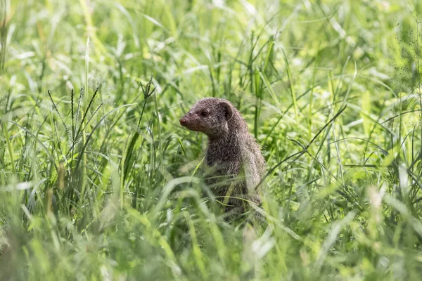 Vangst Van Een Mangoeste Die Het Gras Staat — Stockfoto