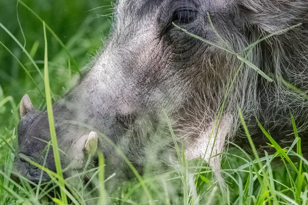 caption of wild boar face close up