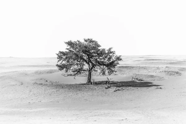Σύλληψη Του Μόνο Δέντρο Στη Μέση Της Ερήμου Μαύρο Και — Φωτογραφία Αρχείου