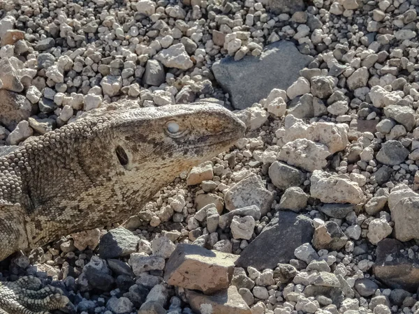 capture of a real monitor lizard tongue