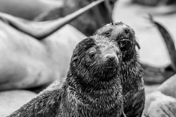 Porträt Eines Niedlichen Kleinen Robbenbabys — Stockfoto