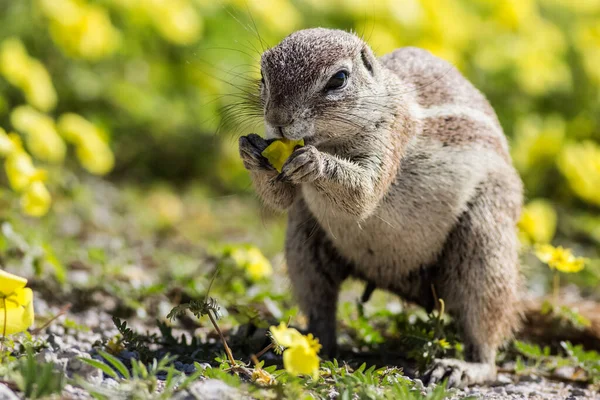 caption of a cute cape ground squirrel eating close up