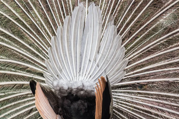 Captura Plumas Abiertas Inusuales Pavos Reales Detrás — Foto de Stock