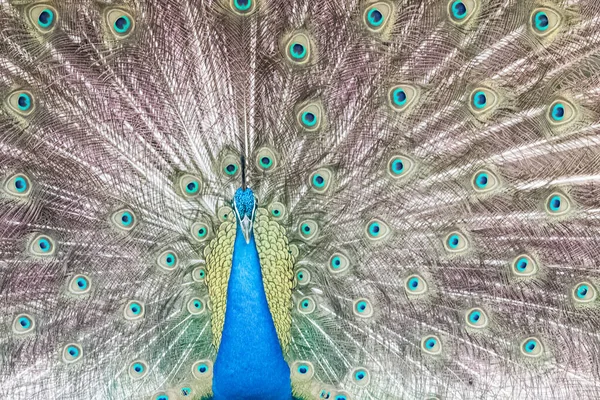 Captura Pavo Real Con Magnífica Cola Abierta — Foto de Stock