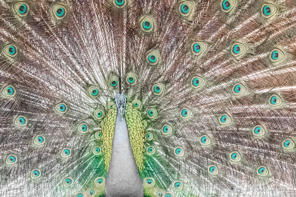 Captura Pavo Real Con Magnífica Cola Abierta — Foto de Stock