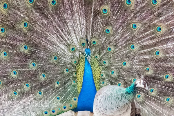 Captura Pavo Real Con Magnífica Cola Abierta — Foto de Stock