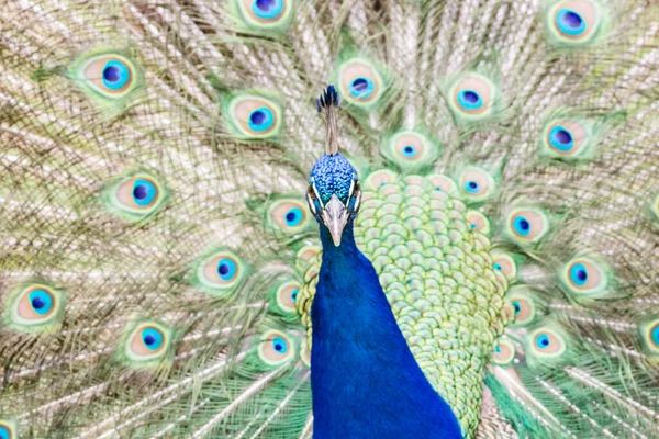 Captura Pavo Real Con Magnífica Cola Abierta — Foto de Stock