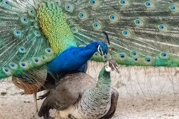 Captura Dos Pavos Reales Para Apareamiento — Foto de Stock