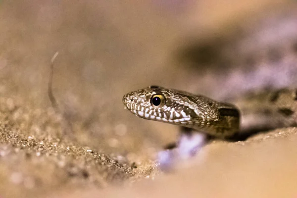 Capture Portrait Profil Serpent Dans Sable — Photo