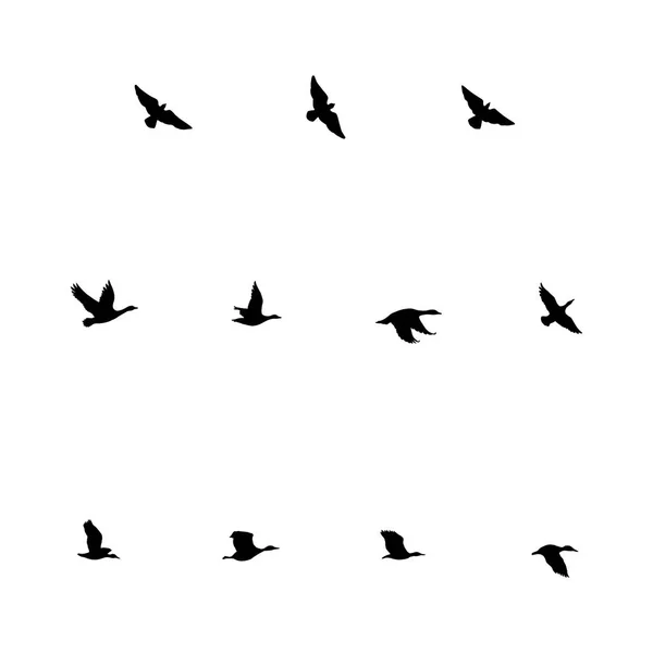 Flying Birdssilhouettes Latających Ptaków Kaczki Gęsi — Wektor stockowy