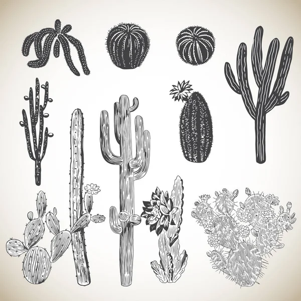 Vintage Hand Drawn Cactus Set Collection Various Cacti Hand Drawn — Stock Vector