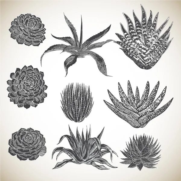 Set Succulente Disegnate Mano Vintage Collezione Varie Succulente Disegnate Mano — Vettoriale Stock