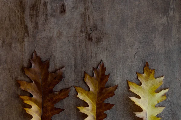 Three oak leaves on wooden table. — Stock Photo, Image