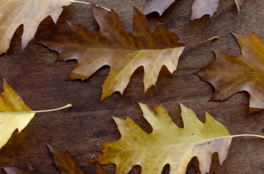 ahşap üzerine sarı yapraklar.