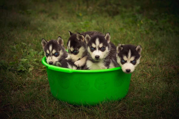 Filhotes Cachorro Pequenos Reproduzem Husky Siberiano — Fotografia de Stock