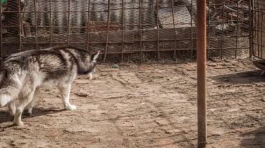 Kuşhanede Sibirya köpeği cinsi.