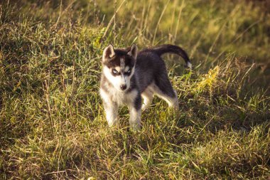 Yavrular Sibirya kurdu Siyah ve beyaz gri.