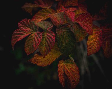 Ahududu yaprakları. Sarı-kırmızı yapraklar, sonbahar.