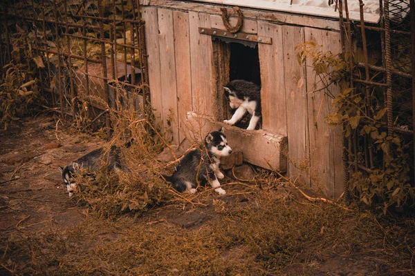 Welpen Züchten Sibirische Huskys Schwarz Und Weiß Grau — Stockfoto