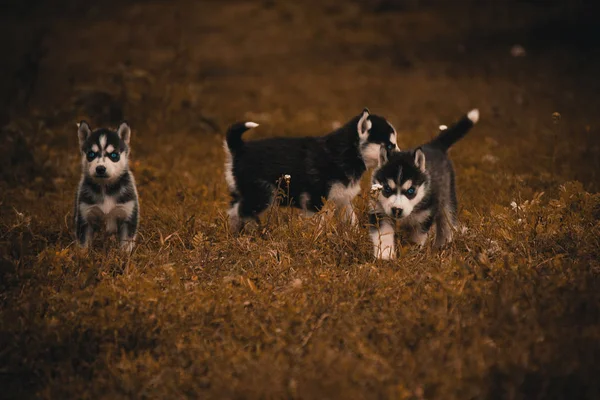 Kölykök Fajta Szibériai Husky Fekete Fehér Szürke — Stock Fotó