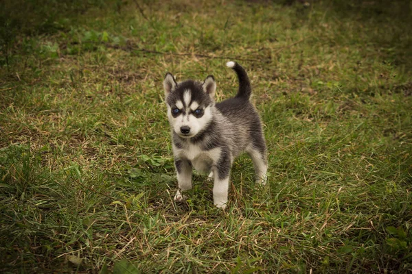 子犬はシベリアのハスキーブラックとホワイトグレーを繁殖させます — ストック写真