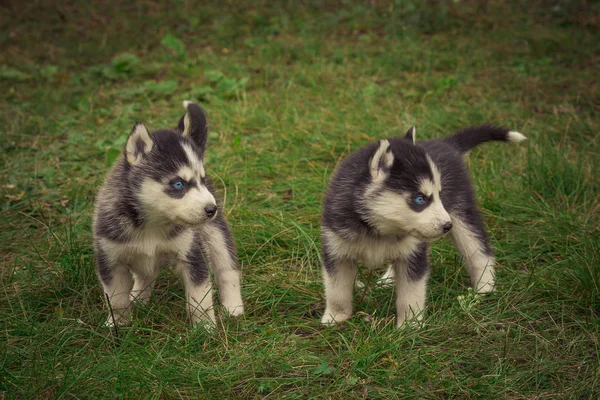 Szczenięta Rasy Syberyjski Husky Czarny Biały Szary — Zdjęcie stockowe